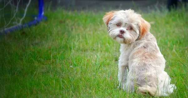 Sweet Cute Dog on Green Grass — Stock Photo, Image