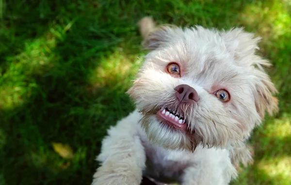 Yeşil Çim üzerinde Tatlı Sevimli Köpek — Stok fotoğraf