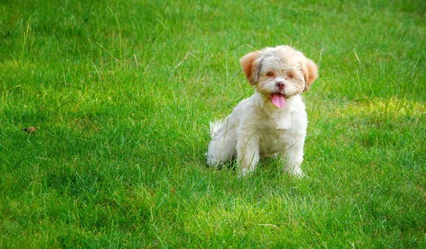 Sweet Cute Dog on Green Grass — Stock Photo, Image