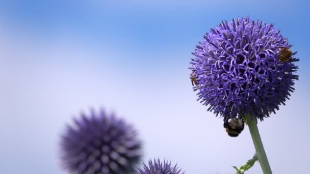 Flores Púrpuras Insectos Abeja — Vídeo de stock