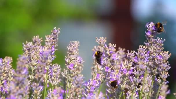 紫色の花と昆虫ミツバチ — ストック動画