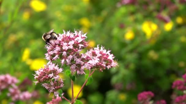 Lila Blommor Och Insekter Bee — Stockvideo