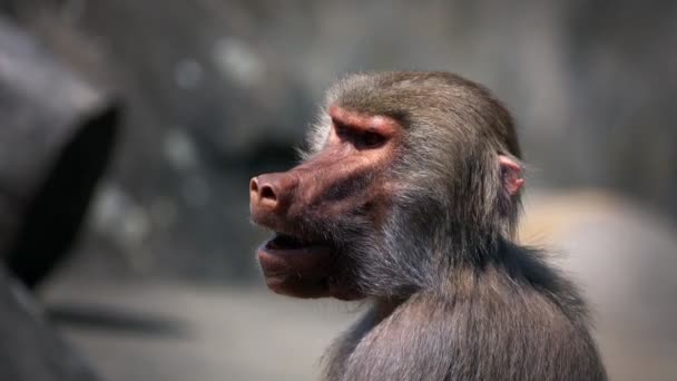 Zoogdier Dieren Chimpansee Dierentuin — Stockvideo