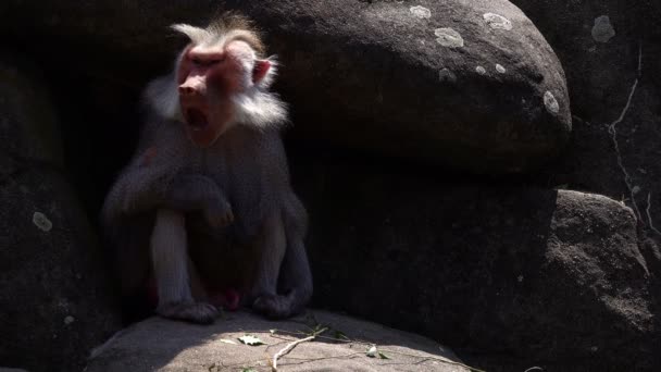 Hayvanat Bahçesinde Memeli Hayvan Şempanze — Stok video