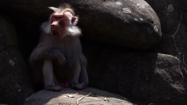 Zoogdier Dieren Chimpansee Dierentuin — Stockvideo