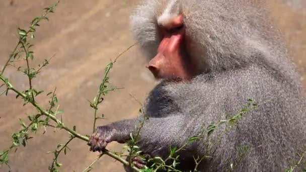 Θηλαστικό Ζώο Χιμπατζής Στο Zoo — Αρχείο Βίντεο