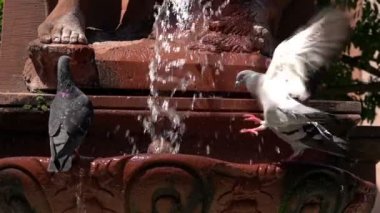 Çeşme Su ve Güvercin