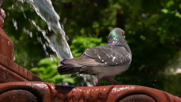 Brunnenwasser Und Taube — Stockvideo