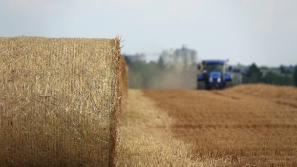 Урожай Пшеничном Поле — стоковое видео