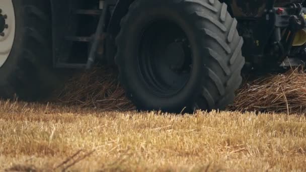 Buğday Alanında Hasat — Stok video