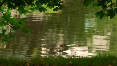 Doğada Yeşil Göl Suyu 