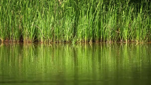 Groen Meer Water Natuur — Stockvideo