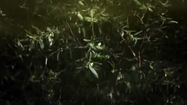Eau Lac Vert Dans Nature — Video