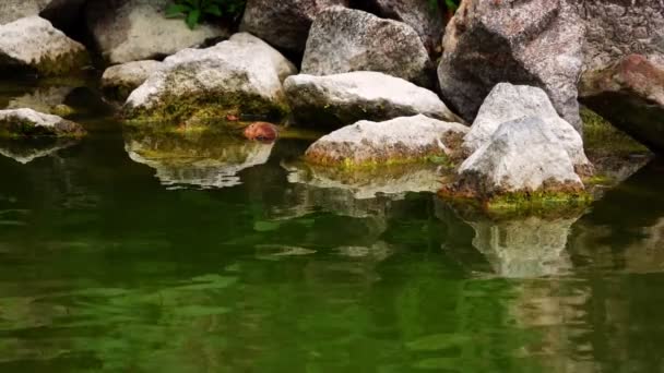 Agua Verde Del Lago Naturaleza — Vídeo de stock