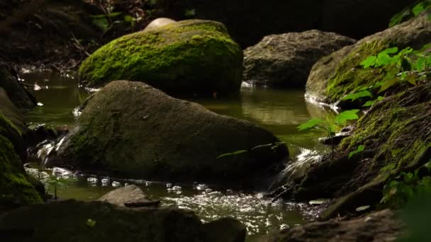 Wenig Bachwasser Der Natur — Stockvideo