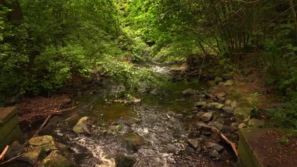 Wenig Bachwasser Der Natur — Stockvideo