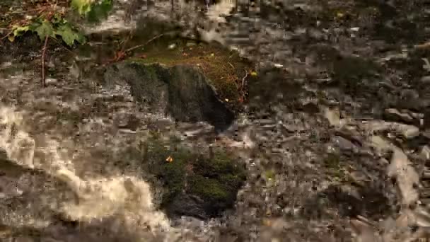 Pequena Água Riacho Natureza — Vídeo de Stock