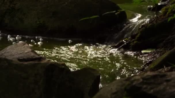 Little Creek Eau Dans Nature — Video