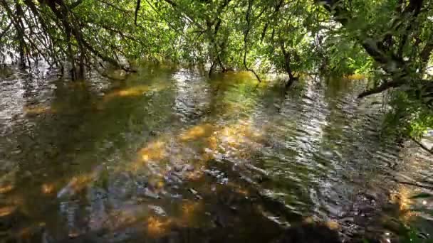 Pequena Água Riacho Natureza — Vídeo de Stock