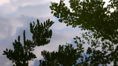 Göl Suyunda Ağaç Yaprakları Yansıması 