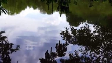 Göl Suyunda Ağaç Yaprakları Yansıması 