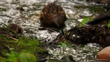 Dere Suyundaki Ördekler