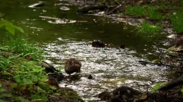 Canards Sur Eau Ruisseau — Video