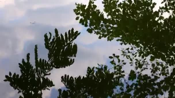 Árbol Deja Reflexión Sobre Agua Del Lago — Vídeos de Stock