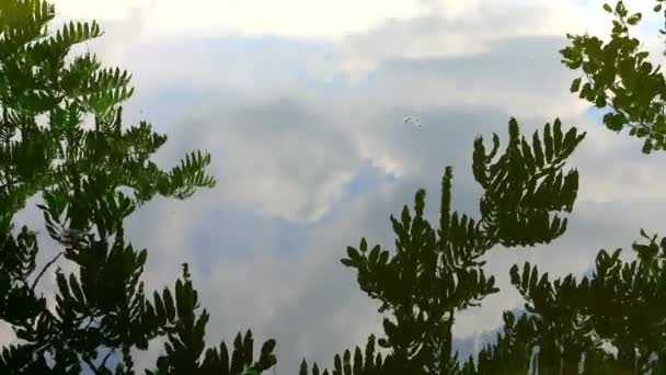 Tree Leaves Reflection Lake Water — Stock Video