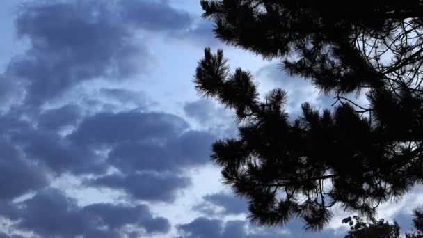 木の影と暗い雲 — ストック動画