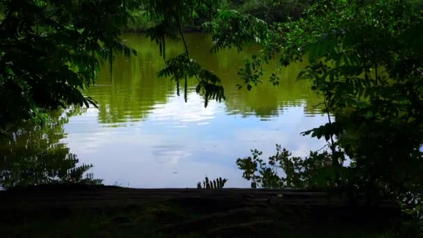 自然中的湖泊和树木 — 图库视频影像