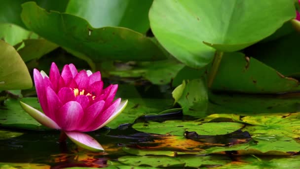 Flores Lótus Almofadas Lírio Lake — Vídeo de Stock