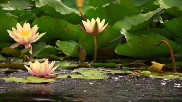 Lotus Flowersové Lily Polštářky Jezeře — Stock video