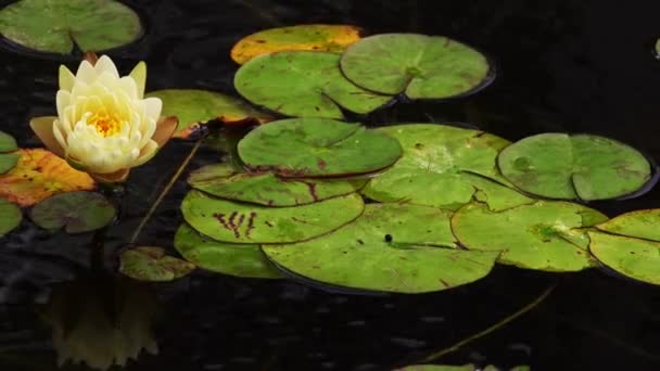 Flores Lótus Almofadas Lírio Lake — Vídeo de Stock