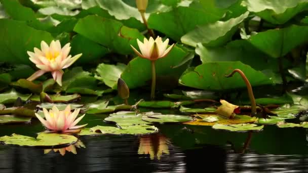 Lotus Flowers Lily Pad Lake — стоковое видео