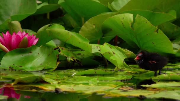 Lotus Bloemen Bladeren Water Eend — Stockvideo