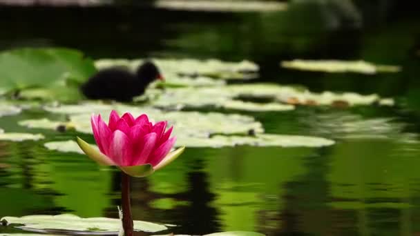 Flores Lótus Almofadas Lírio Lake — Vídeo de Stock