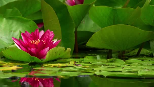 Lotus Kwiaty Lily Klocki Jeziorze — Wideo stockowe