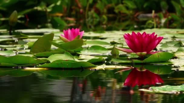 Lotus Fleurs Coussinets Lys Dans Lac — Video