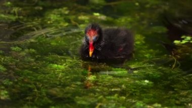 Nilüfer Çiçekleri ve Yaprakları Su ve Ördek 
