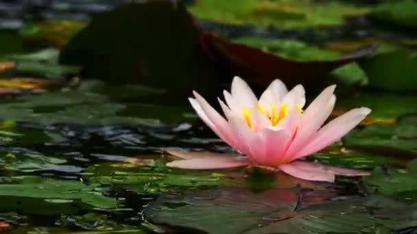 湖の蓮の花とユリパッド — ストック動画
