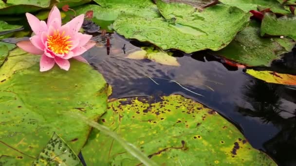 Gölde Nilüfer Çiçekleri Zambak Pedleri — Stok video