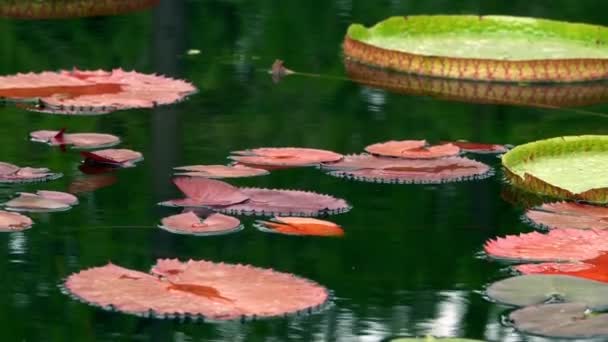 Lotus Kwiaty Lily Klocki Jeziorze — Wideo stockowe