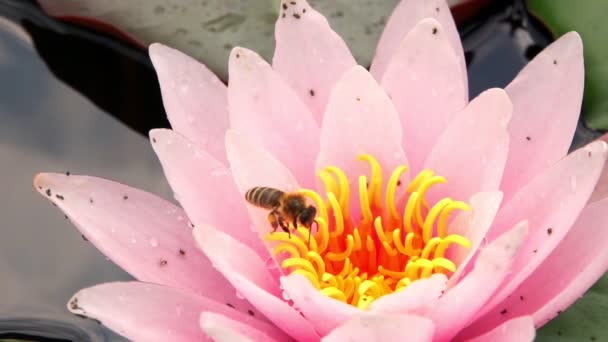 Lotus Fleurs Coussinets Lys Dans Lac — Video