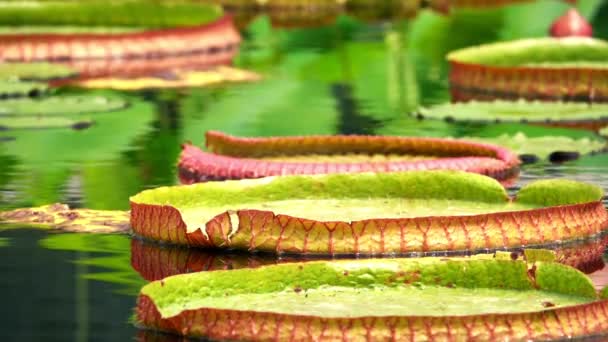 Flores Lótus Almofadas Lírio Lake — Vídeo de Stock