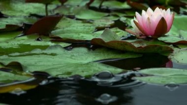 Gölde Nilüfer Çiçekleri ve Zambak Pedleri