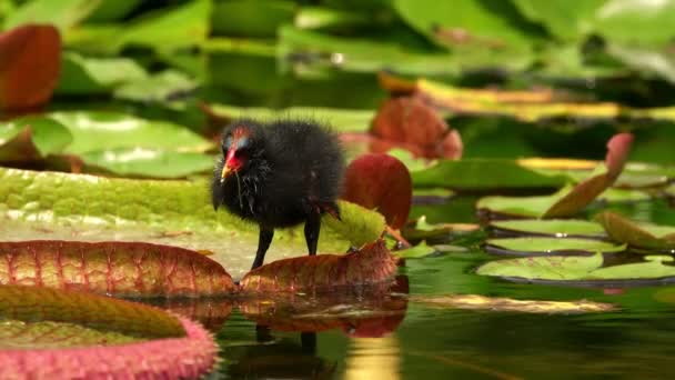 Lotus Bloemen Bladeren Water Eend — Stockvideo