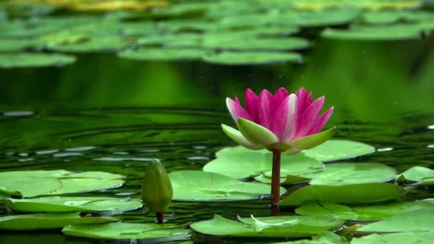 Flores Lótus Almofadas Lírio Lake — Vídeo de Stock