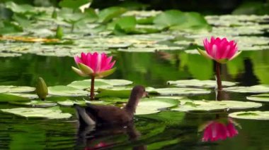 Nilüfer Çiçekleri ve Yaprakları Su ve Ördek 