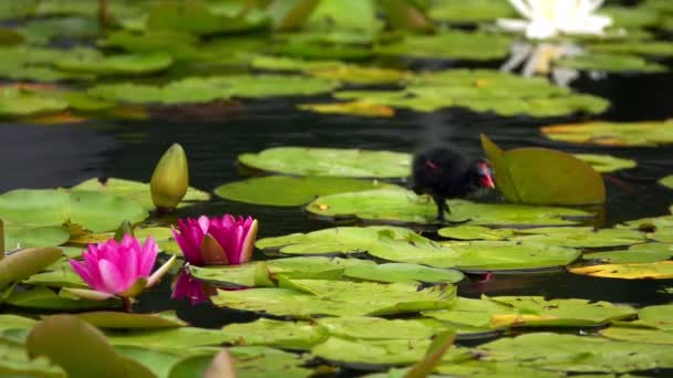 Lotus Bloemen Bladeren Water Eend — Stockvideo